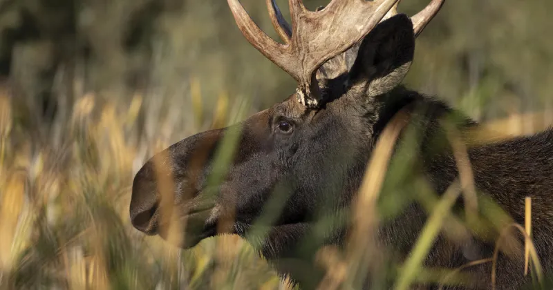 Citizens asked to provide information on wasted moose near Elk River