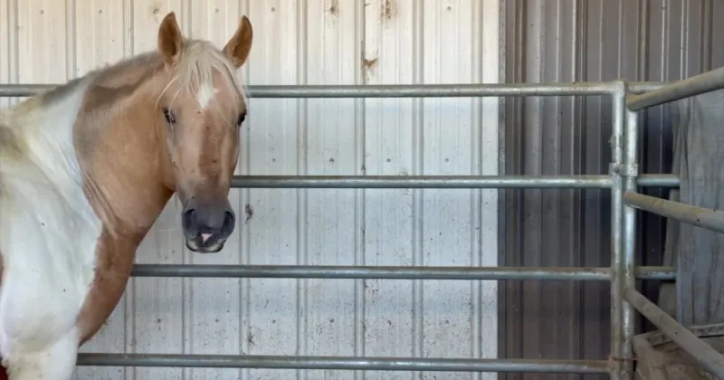 Bureau of Land Management defends wild horse adoption program in Idaho