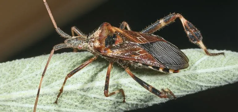 Western conifer seed bugs