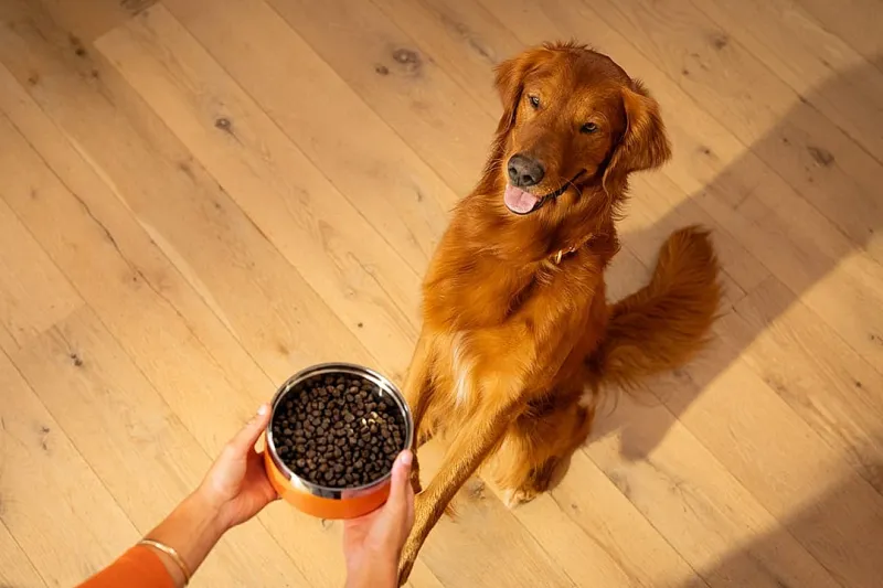 Uncover your kibble: 5 things to look for in your dog's food