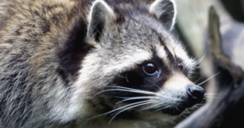 Individual sustains injuries from encounter with raccoon in a Pocatello neighborhood