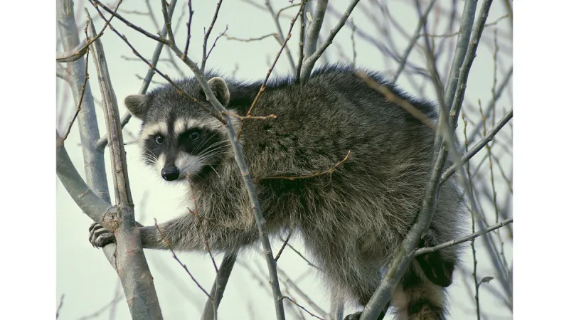 A Pocatello man was attacked by a raccoon while getting mail