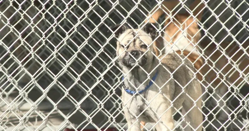 Jerome Animal Shelter achieves no-kill status and offers free adoptions this October