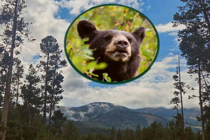 Why Idaho Bears Are More Aggressive Now Than At Anytime Of Year