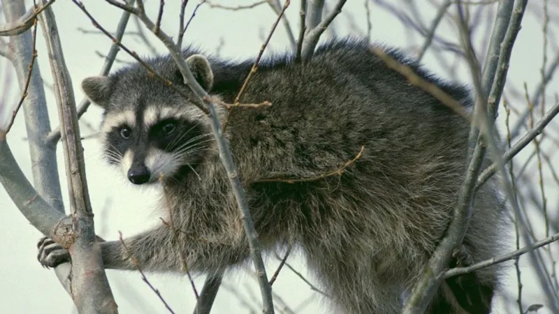 Raccoon bites 86-year-old in Pocatello