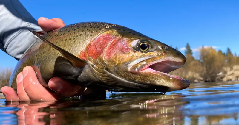 Idaho Fish and Game to stock ponds and lakes with 210K rainbow trout in October; find out where here