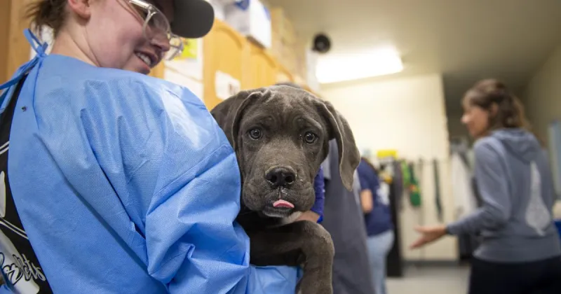 After years of fundraising, Twin Falls animal shelter begins renovation