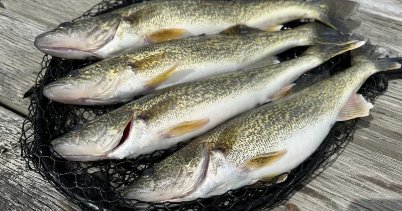 Fall walleye are on the move in Lake Pend Oreille, and here's where to find them