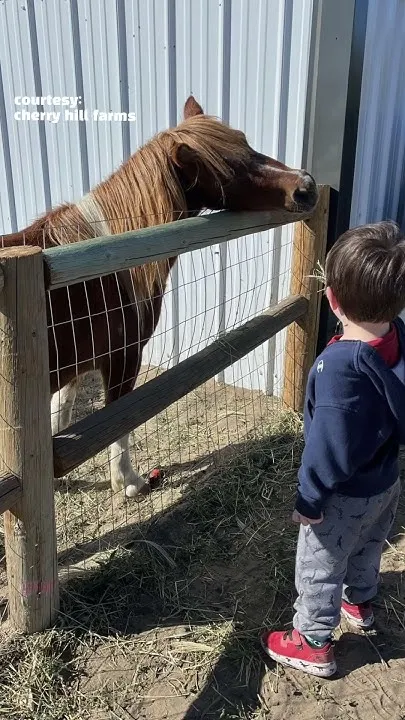 Fall fun returns to Cherry Hill Farms (Video)