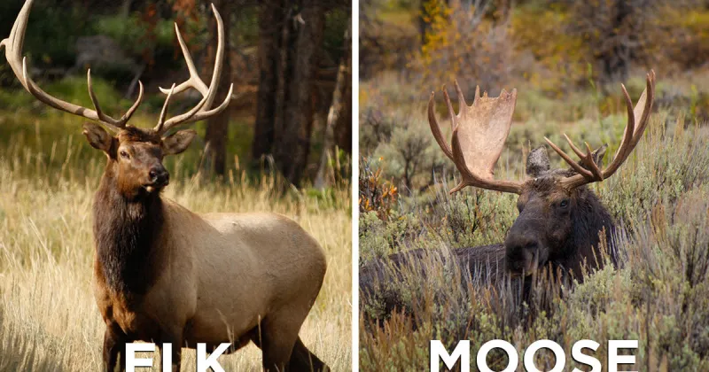 Know your species before heading into the mountains this fall