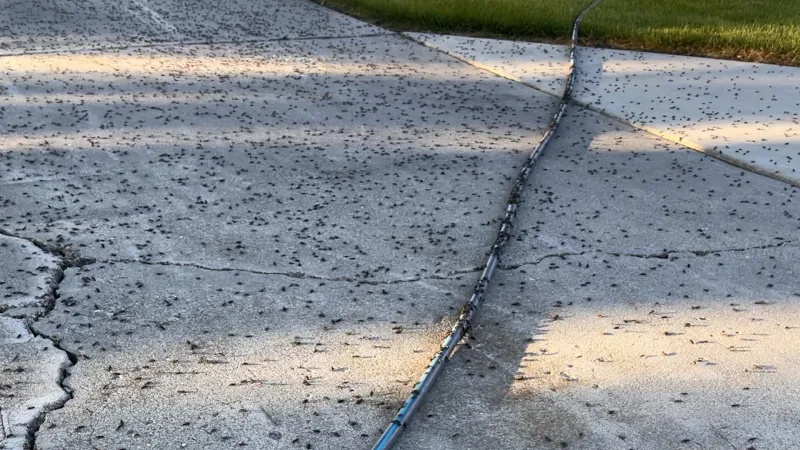 Box elder bugs showing up in large numbers across northern Utah, southeastern Idaho