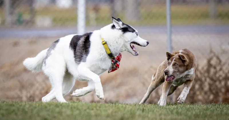 Got plastic bags? Donate them for use at dog waste stations