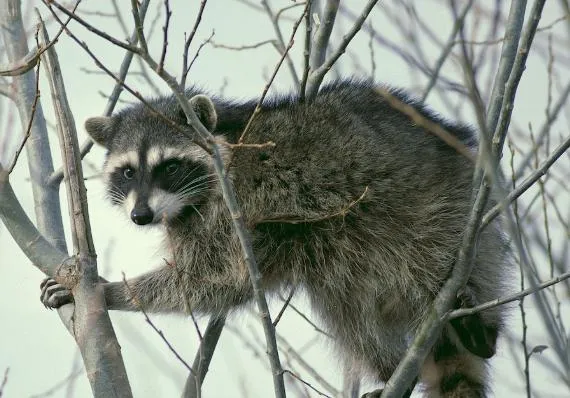 Pocatello man attacked by raccoon after animal 'acted strangely'