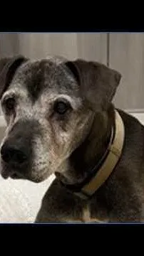 Elderly dog abandoned in Spokane Valley (Video)