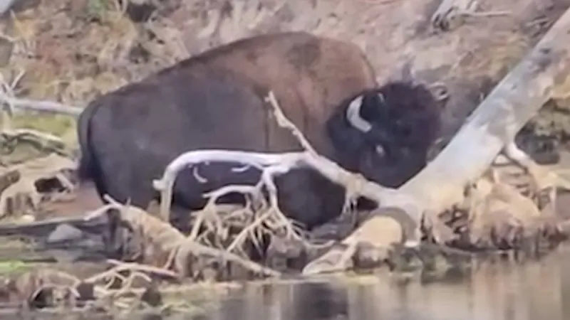 Photographer captures video of injured bison at Yellowstone, says spreading awareness is key