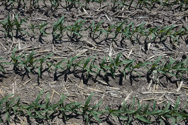 As family farms decline and the climate heats up, farmers weigh what to do with their land