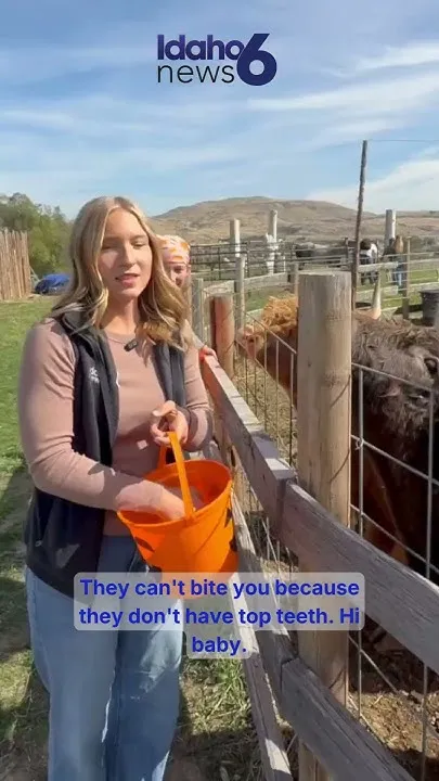 Giving cows a fall treat (Video)