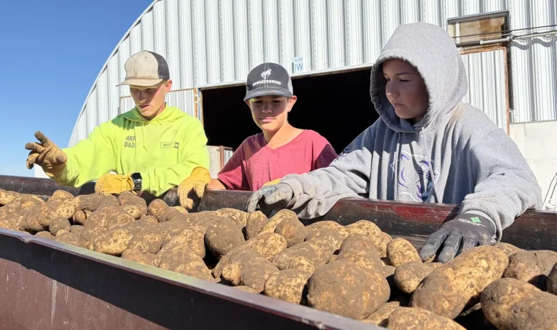 East Idaho students dig into spud harvest