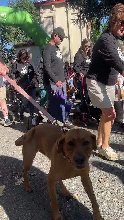 34th annual See Spot Walk (Video)
