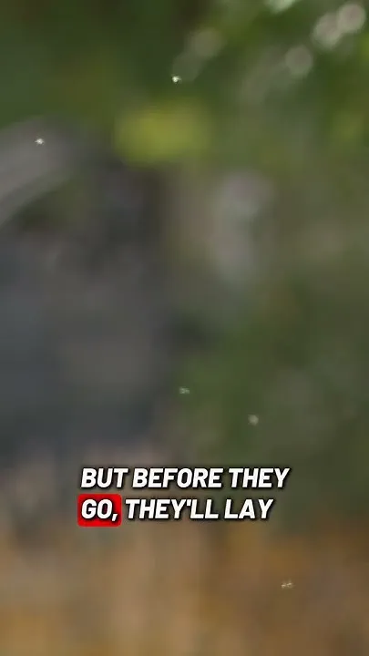 The aphids are back! (Video)