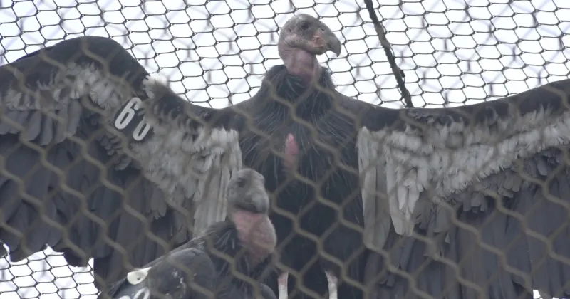 The Peregrine Fund will release California Condors into the wild on Saturday