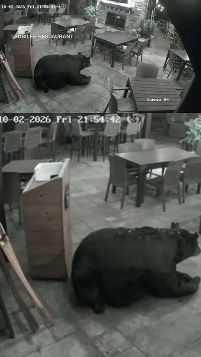 Bear makes itself at home in Pennsylvania restaurant (Video)