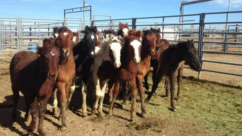 Wild horses gathered in southern Idaho up for adoption