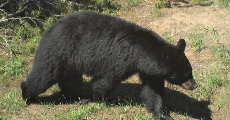 Black bears that attacked Salmon residents captured, euthanized