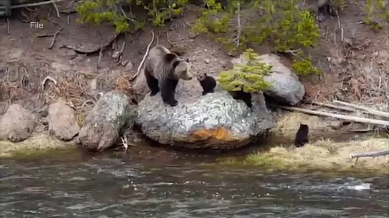 Idaho Fish and Game urge bear safety during surge of encounters