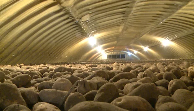 Idaho potato production faces setbacks from low prices and water scarcity