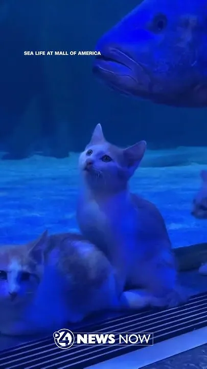 Kittens Swim in Underwater Tunnel at Sea Life! (Video)