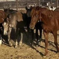 Dozens of Saylor Creek wild horses head to adoption event