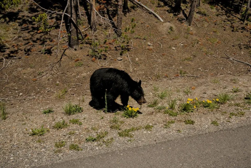 Biker Hurt in Bear Collision in Idaho