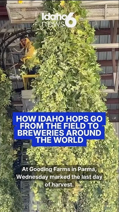 From Idaho hop fields to breweries around the world: How the harvest makes it into your beer (Video)