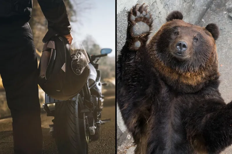 Bear vs Motorcycle Accident Reported in Southern Idaho