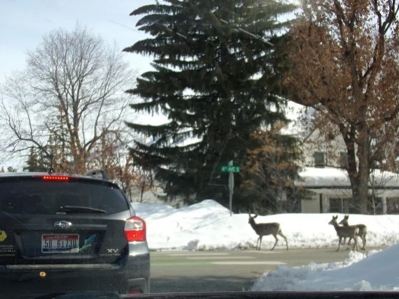 VIDEO: Deer Season Opens October 10th in Idaho