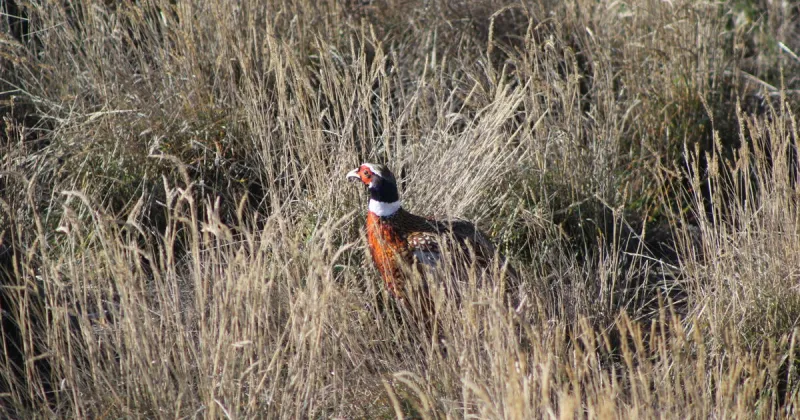 New In 2026: Pheasant season opens Oct. 15 statewide