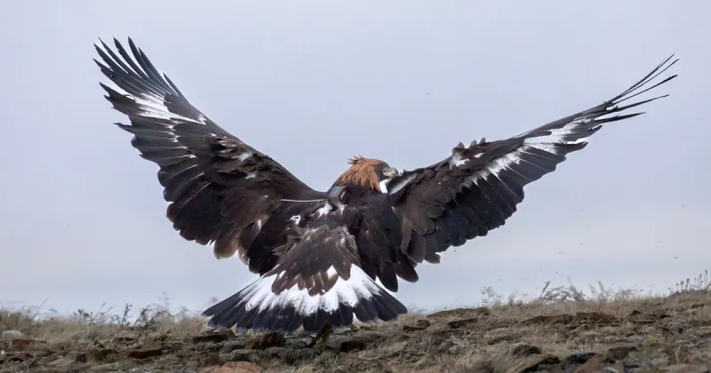 Tribal nation urges Mountain West hunters to use non-lead ammo to protect eagles
