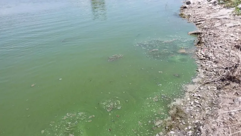 Health advisory issued for CJ Strike Reservoir due to algal bloom