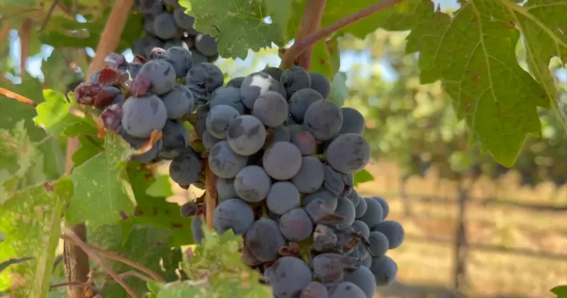 Hail-damaged grapes leave Caldwell vineyards facing an uncertain harvest