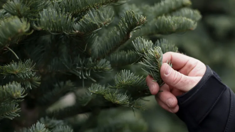 Idaho is auctioning off 150 Christmas trees. Here's how to get one.