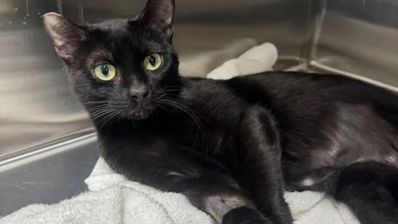 Shot stray cat Sandra now on adoption floor in Boise with good prognosis, IHS says