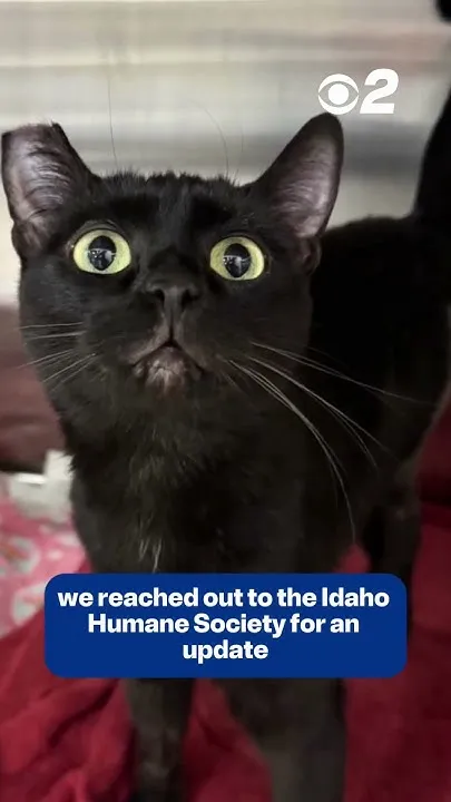 Sandra the Cat Finds Her Forever Home! (Video)