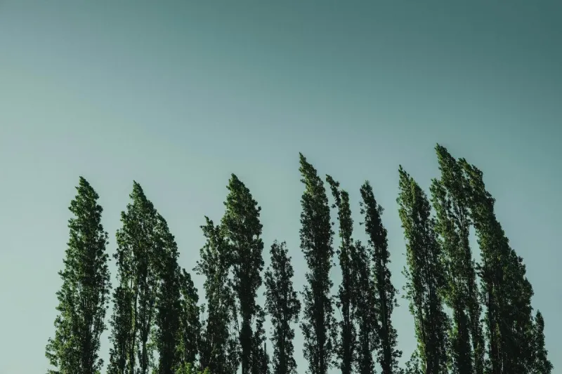 Satellite Images Solve Historic Twin Falls Poplar Tree Mystery