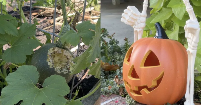 'It's a bummer': Rats are feasting on Halloween decorations in Boise Bench
