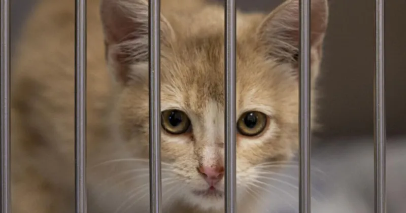 Renovations prompt temporary cat Intake pause at Twin Falls shelter