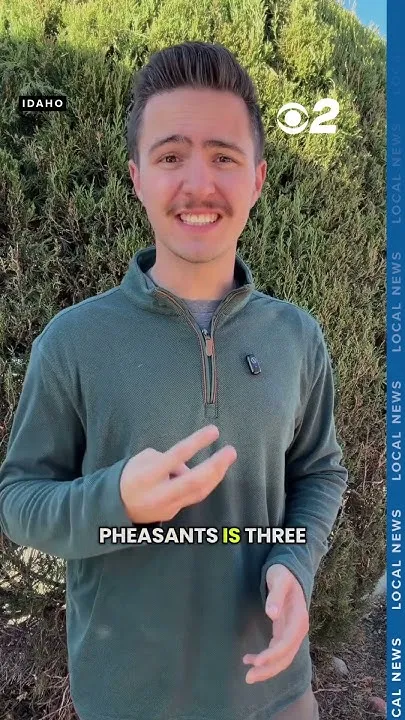 What you need to know about pheasant season in Idaho (Video)
