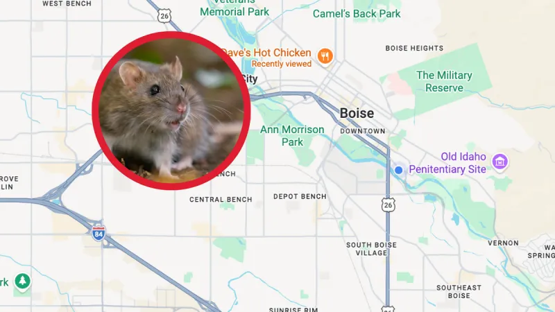 Rats: Idaho Database Reveals Most Infested Areas