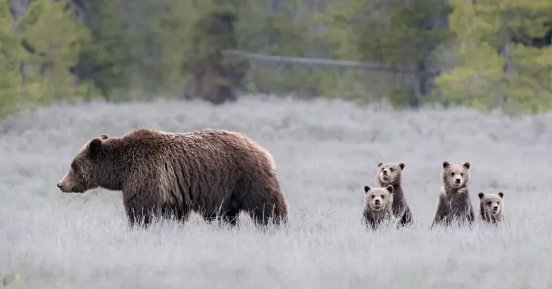 Grizzly 399 takes center stage in new film on Amazon Prime
