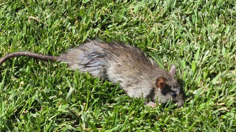 Rats in the Treasure Valley